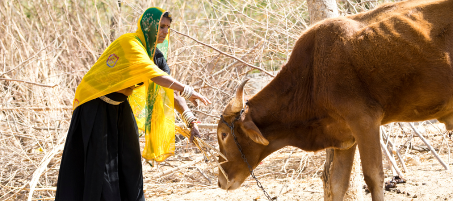 Top 5 Reasons to Contribute Towards Cow Welfare