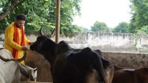 “Gau Sewa at Vrindavan” by Gurukul Foundation