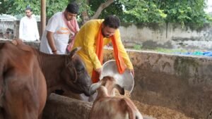 “Gau Sewa at Vrindavan” by Gurukul Foundation
