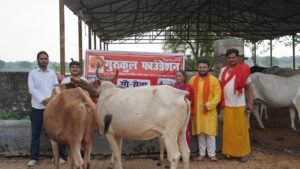 “Gau Sewa at Vrindavan” by Gurukul Foundation