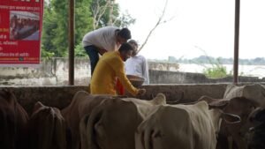 “Gau Sewa at Vrindavan” by Gurukul Foundation