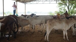 “Gau Sewa at Vrindavan” by Gurukul Foundation