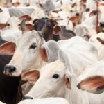 Serve Gau Mata Daily