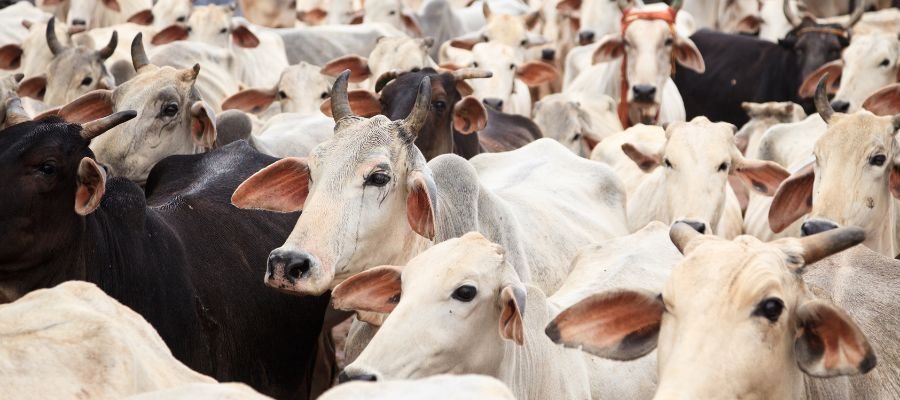 Serve Gau Mata Daily