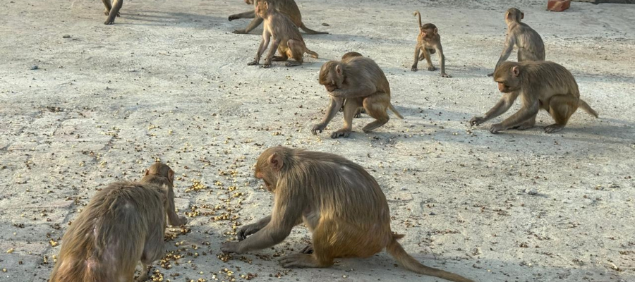 Care for Injured Monkeys