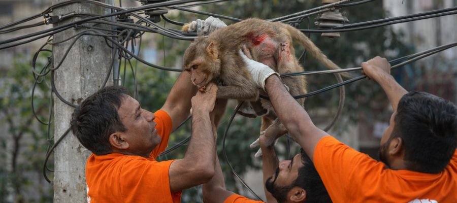 Care for Injured Monkeys