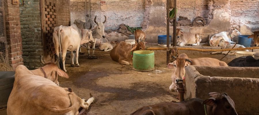 Ekadashi Gau Seva Drive