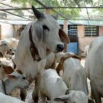 Shivratri Gau Seva Drive