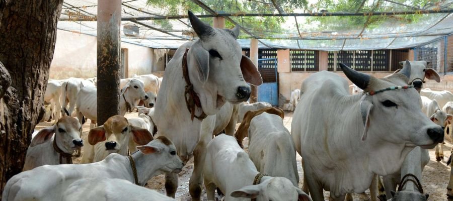 Shivratri Gau Seva Drive