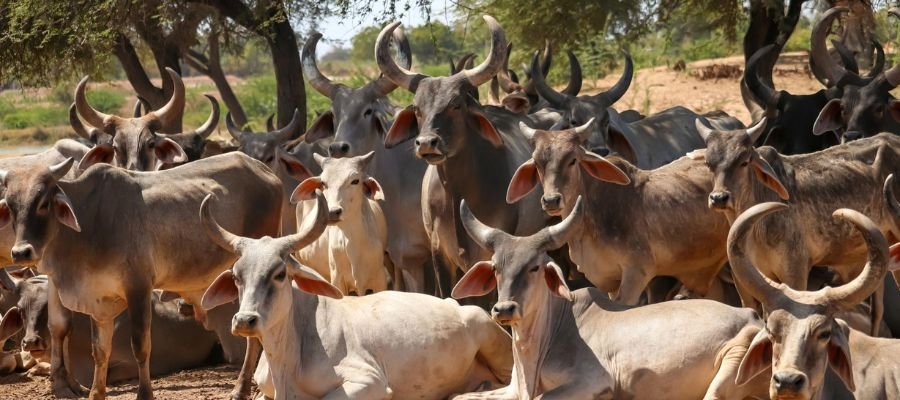 Shivratri Gau Seva Drive