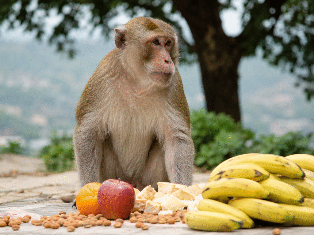 Helping Cows, Monkeys, and Hungry People 